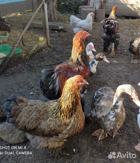 Продам птицу с личного хозяйства и инкубационные я