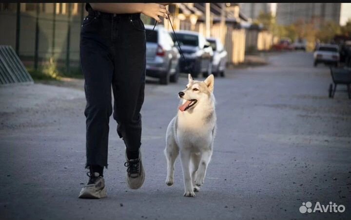 Дрессировка собак с передержкой