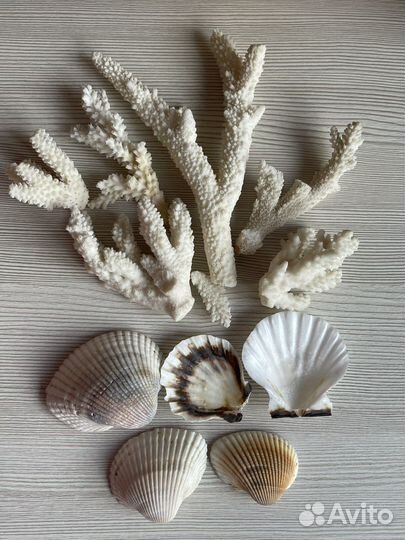 Морские раковины, звезды, кораллы