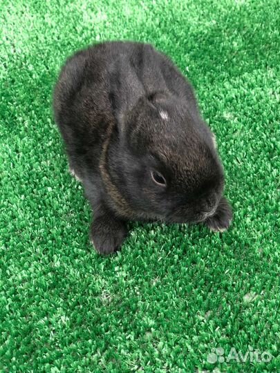 Кролики мясистая порода