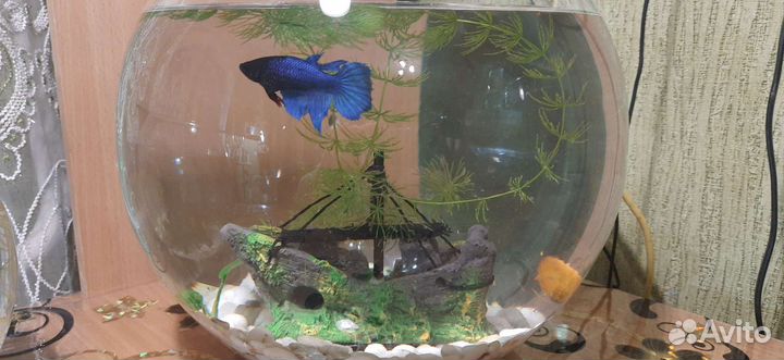 Рыбка петушок с аквариумом