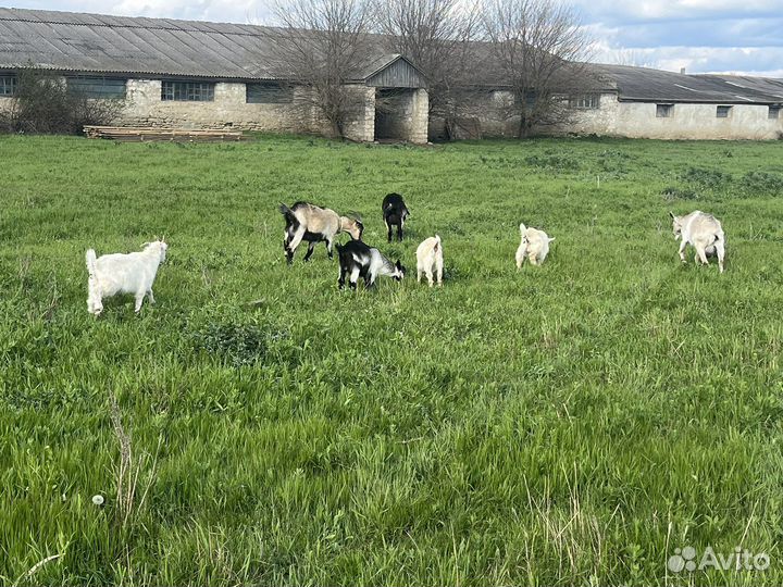 Баран козлята