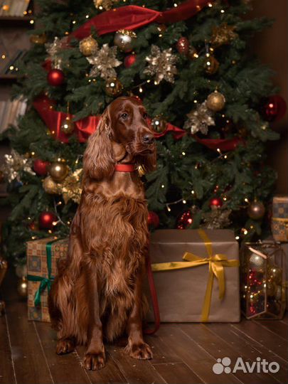 Услуги фотографа