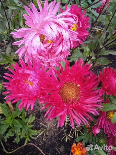 Астры для букета