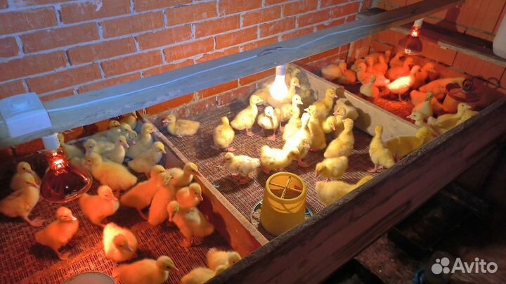 Гусиное инкубационное яйцо