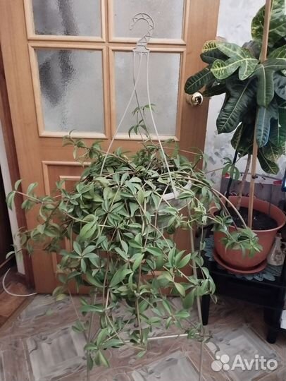 Комнатные цветы