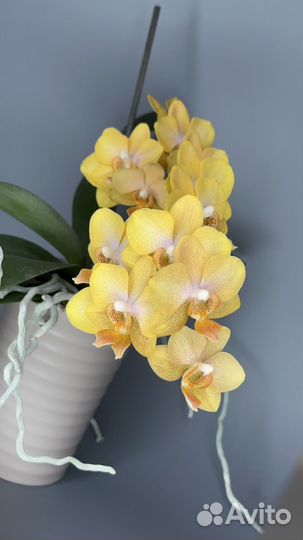 Орхидея фаленопсис