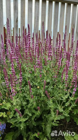 Шалфей дубравный