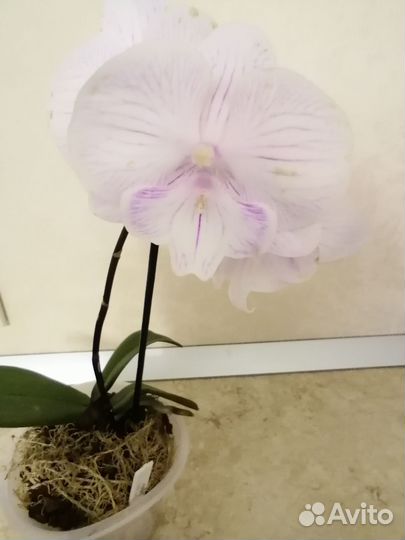 Орхидея