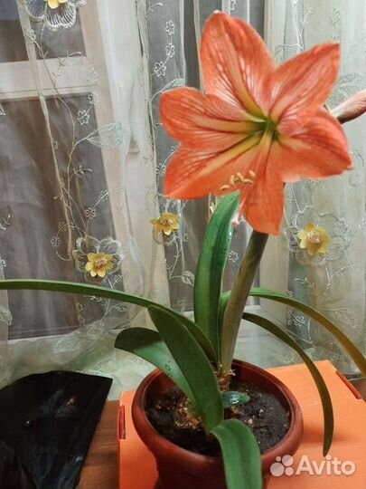 Гиппиаструм