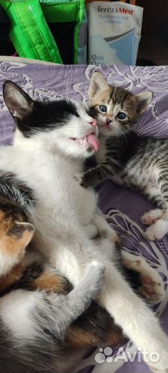 Котята в добрые руки