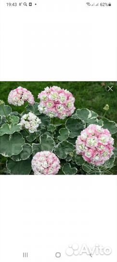 Пеларгония герань сортовая