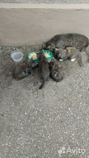 Котята в добрые руки