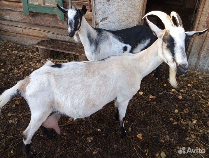 Альпийское стадо коз