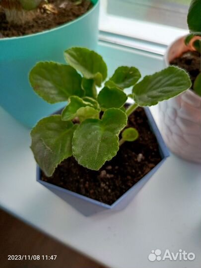 Фиалка белая невеста