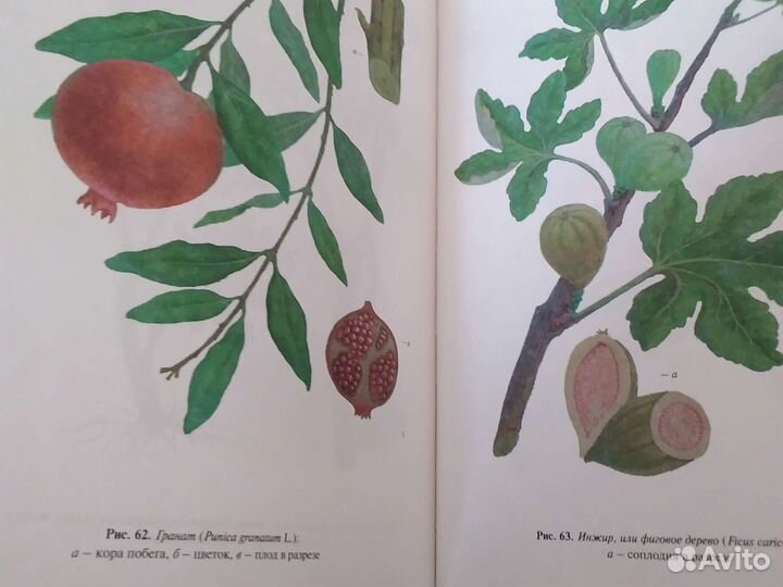 Полная энциклопедия народной медицины 3 том