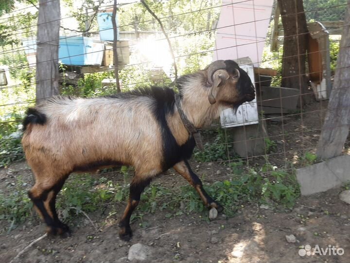 Продам козла и козлят