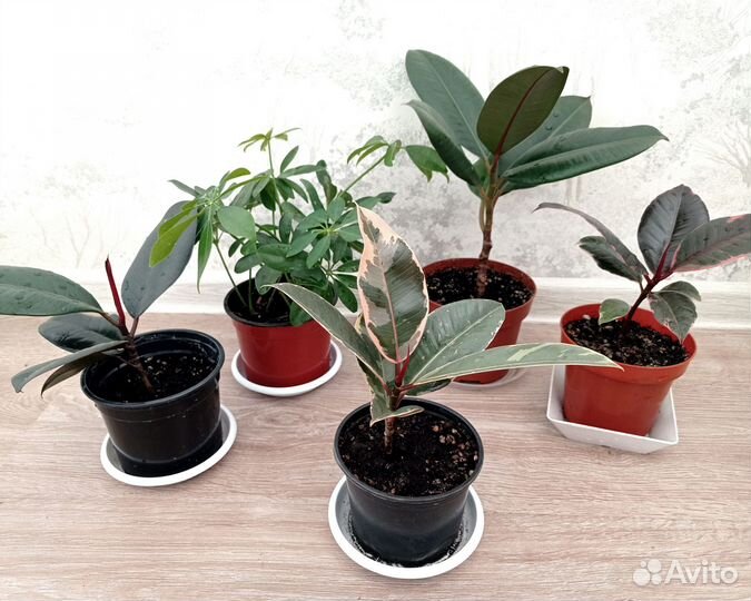 Фикусы и шеффлера детки с корневой