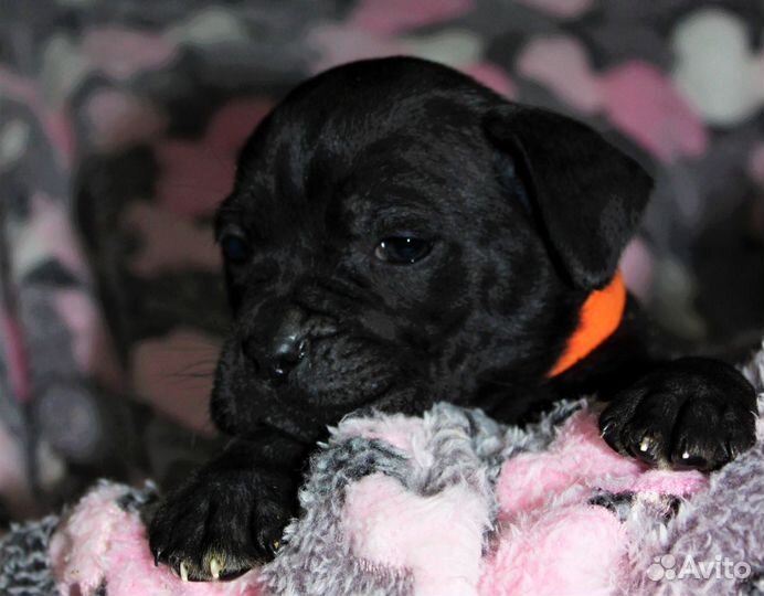 Черная девочка кане корсо, оранжевая лента