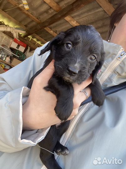 Русский спаниель