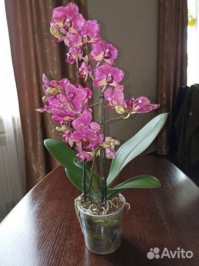 Орхидея фаленопсис
