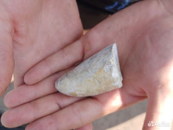 Бивень мамонта