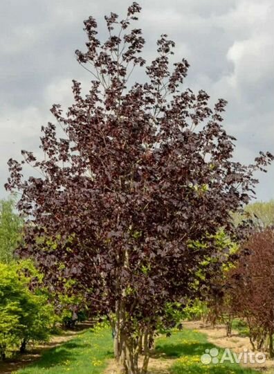 Клен роял ред