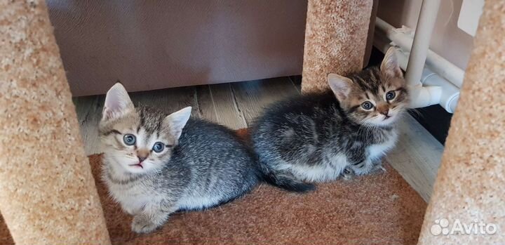 Кошки бесплатно