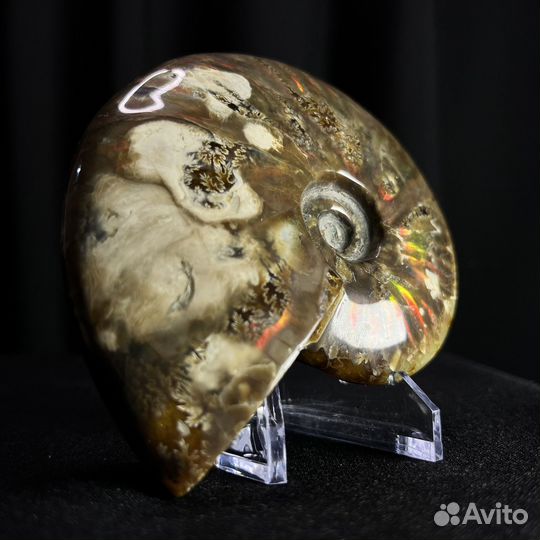 Аммонит окаменелости ископаемый аммолит