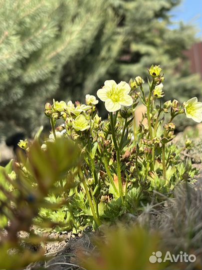 Камнеломка арендса (многолетние растения)