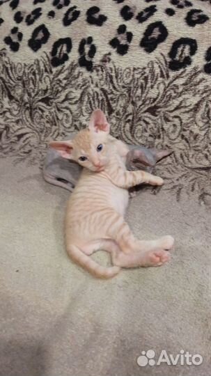 Донской сфинкс