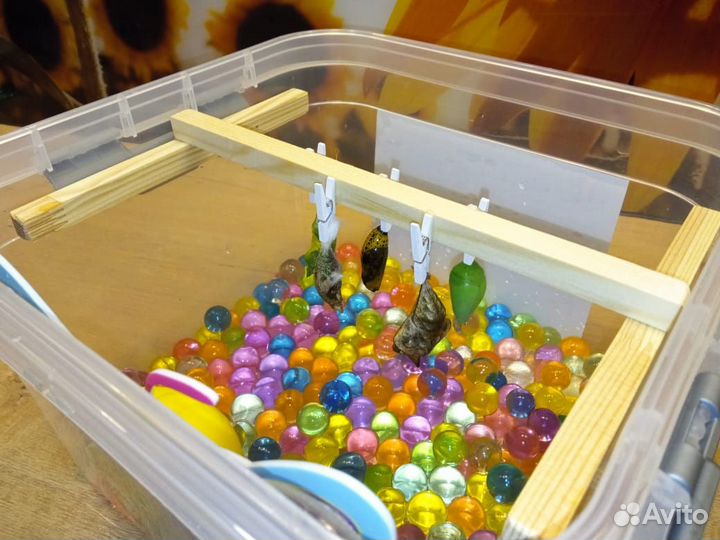 Мини-ферма бабочек из 3-х куколок