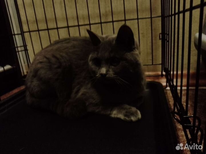 Русская голубая