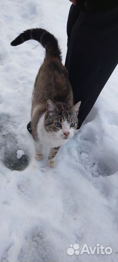 Голубоглазый красавчик