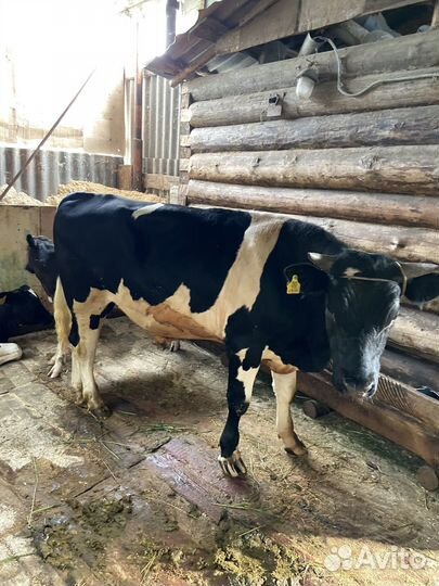 Коровы, бык