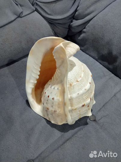 Большая морская раковина, сувенир