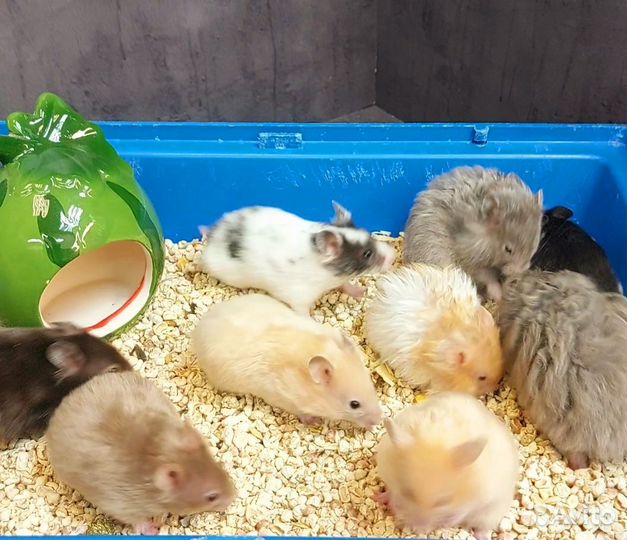 Сирийские и Ангорские хомячки