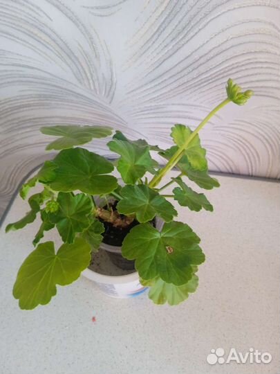 Пеларгония красная