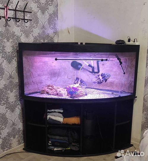 Аквариум угловой,панорамный с тумбой