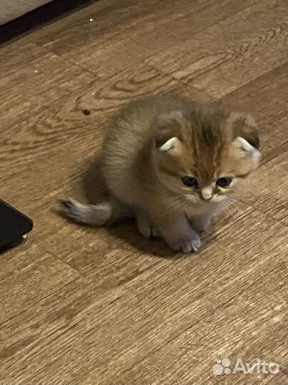 Британские котята