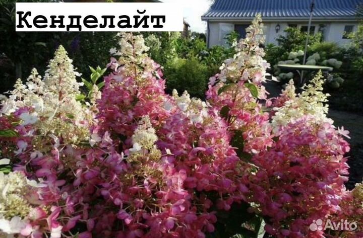 Гортензия метельчатая