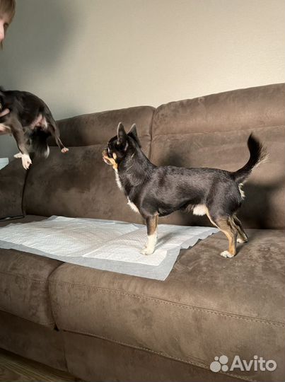 Вязка кобель чихуахуа