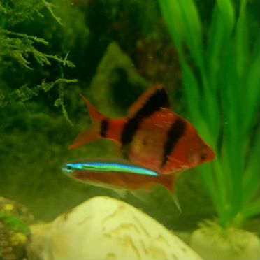 Тетра, барбус продам или обменяю