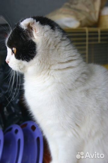 Кошечка подросток