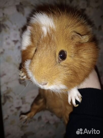 Морская свинка