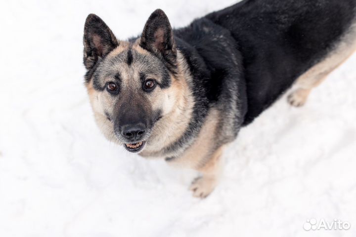 Собака в дар/метис овчарки бесплатно в добрые руки