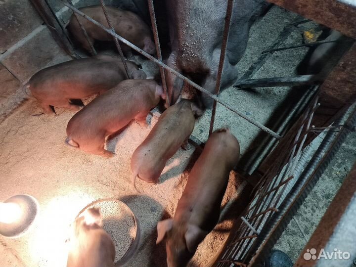 Поросята породы дюрок