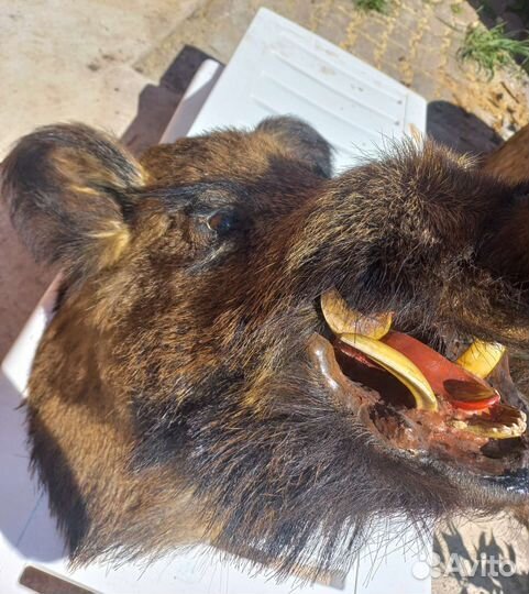 Чучело кабана