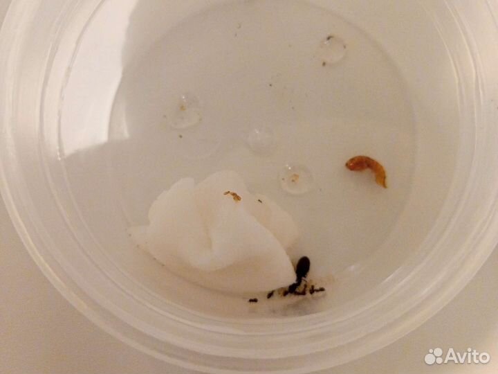 Чёрный садовый муравей (lasius niger ) 2 матки