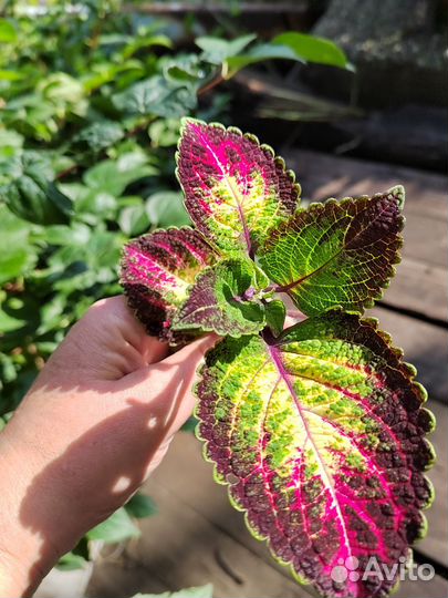 Суперколеус Аватар